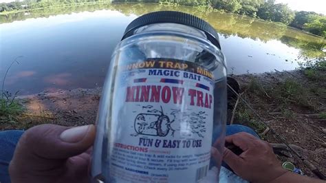 Comparing the success rates of different bait options for magic bait minnow traps
